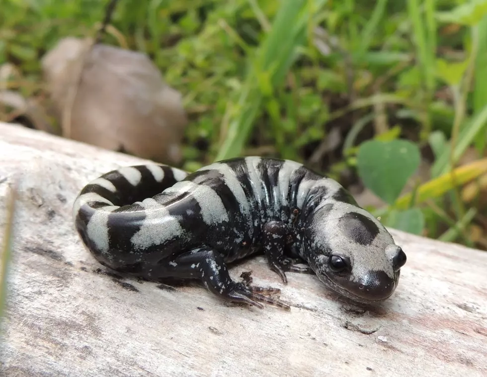 Free Secret Salamander Event in Taunton This October