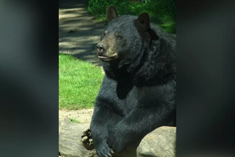 New Bedford&#8217;s Buttonwood Park Zoo Says Goodbye to Its Last Bear