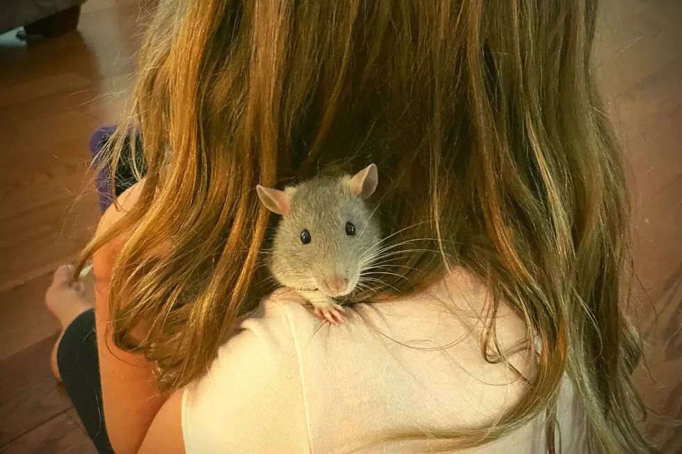 A Domesticated Litter Box-Trained Rat in Dartmouth Needs a Forever Home