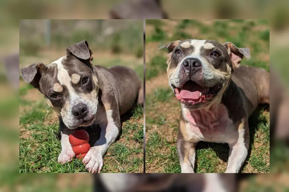 Fairhaven Pit Bull Living in Shelter for Months Looks to Make Forever Family Happy [WET NOSE WEDNESDAY]