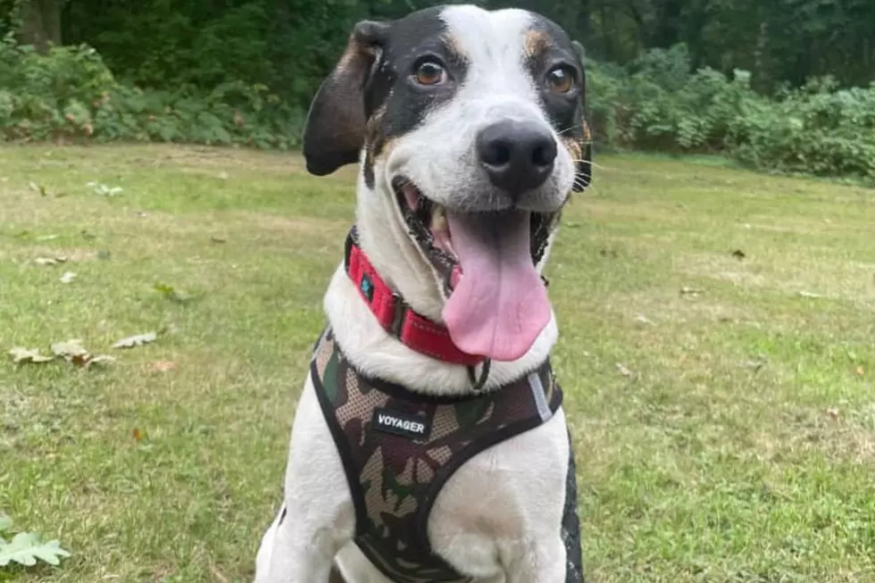 New Bedford Hound All Smiles in Hopes of Meeting the Perfect Family [WET NOSE WEDNESDAY]