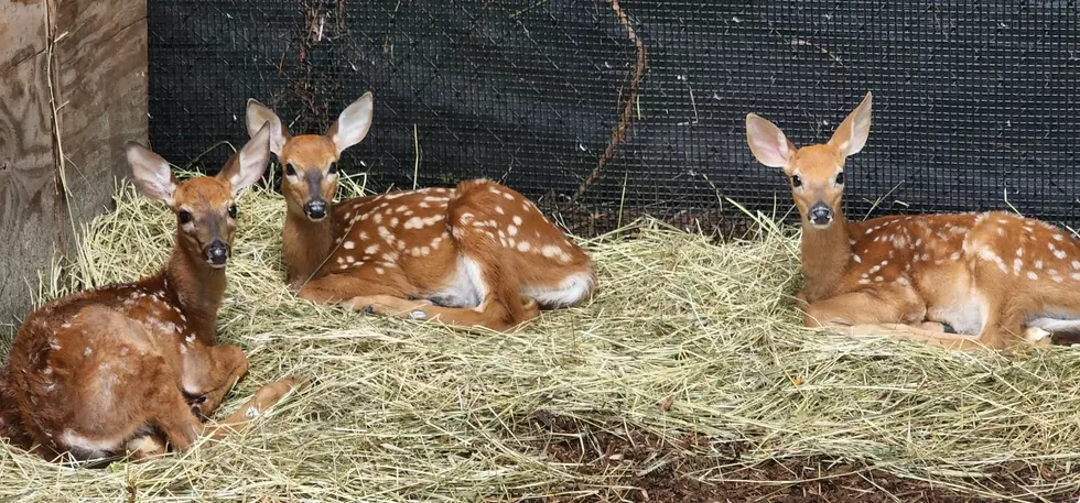 Orphaned Deer Find New Home at Buttonwood Park Zoo