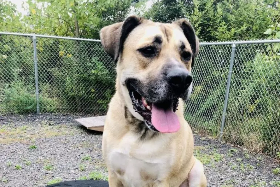 Fall River Shelter Dog Krypto Wants to Add Value to Your Life