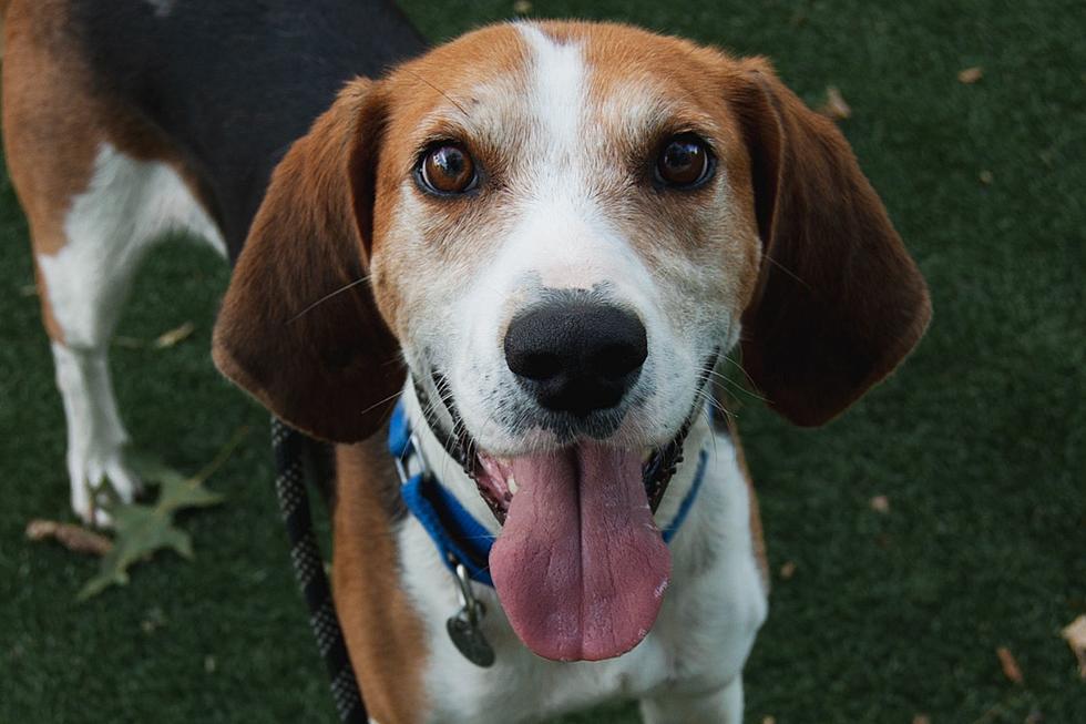 New Bedford Hound is Toy-Obsessed and Ready to Make Forever Family Happy [WET NOSE WEDNESDAY]