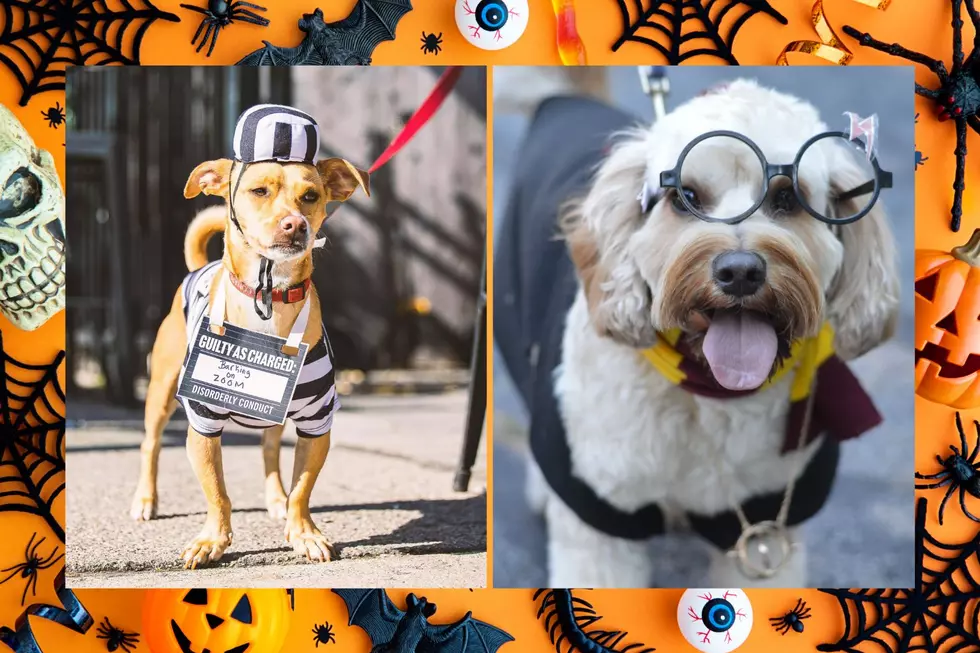 Halloween is for Dogs, Too, Thanks to &#8216;Barktoberfest&#8217; Coming to Kingston Collection