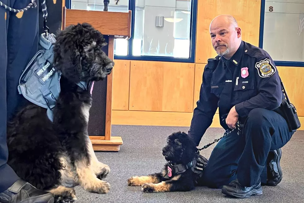 Meet Rosie: New Bedford Police Department’s Newest Compassion Dog Officially Sworn In