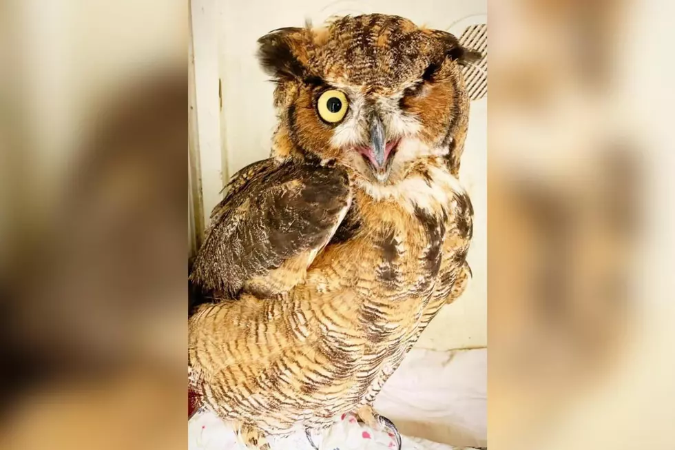 Wildlife Center Offers Update on Rescued Wareham Owl