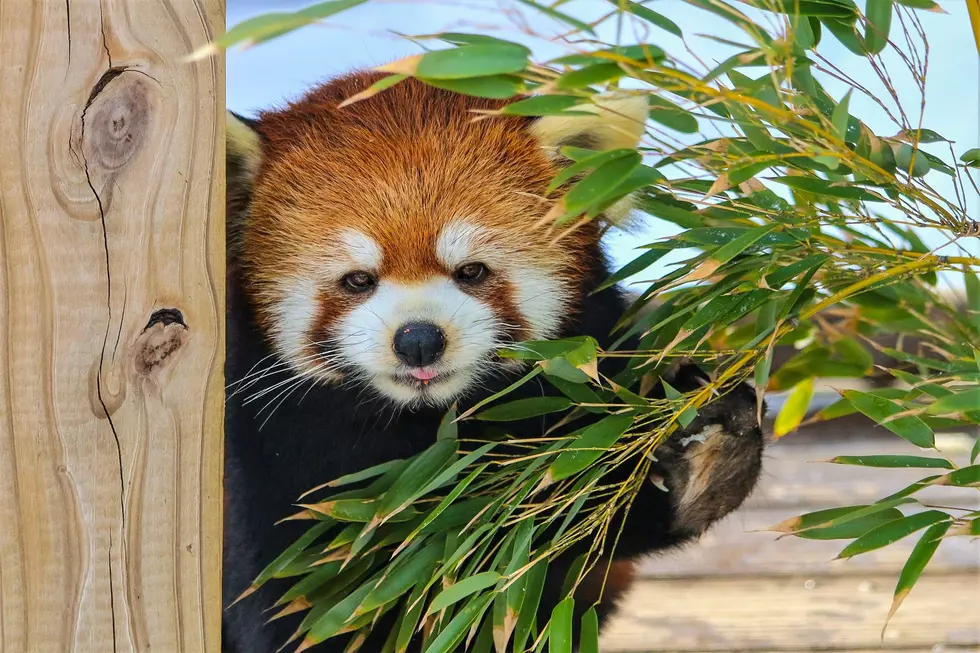 Providence Zoo Announcing Loss of Its Beloved Red Panda
