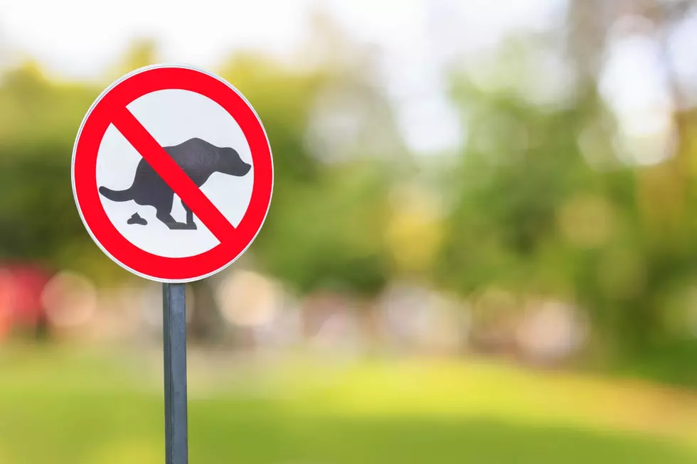 Does Massachusetts Law Allow Dogs to Poop in Neighbors’ Yards?