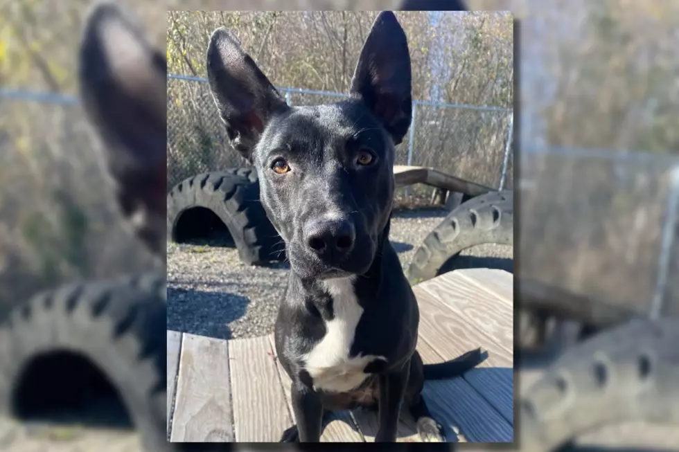 Fall River Shepherd Ready to Bring Unconditional Love to Forever Family [WET NOSE WEDNESDAY]