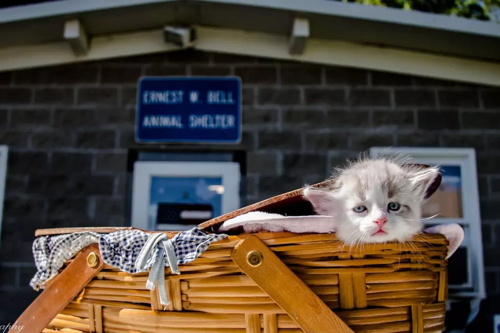 Swansea Animal Shelter to Host Craft &#038; Vendor Fair to Help Their Beloved Animals