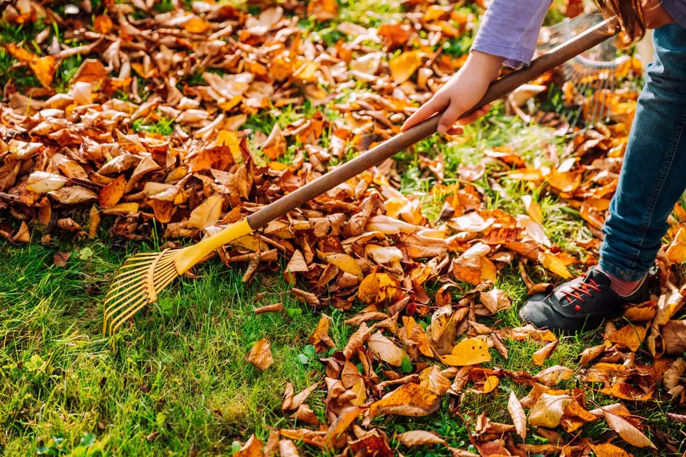 Here Is Why Raking Your Leaves Will Actually Cause More Harm Than Good