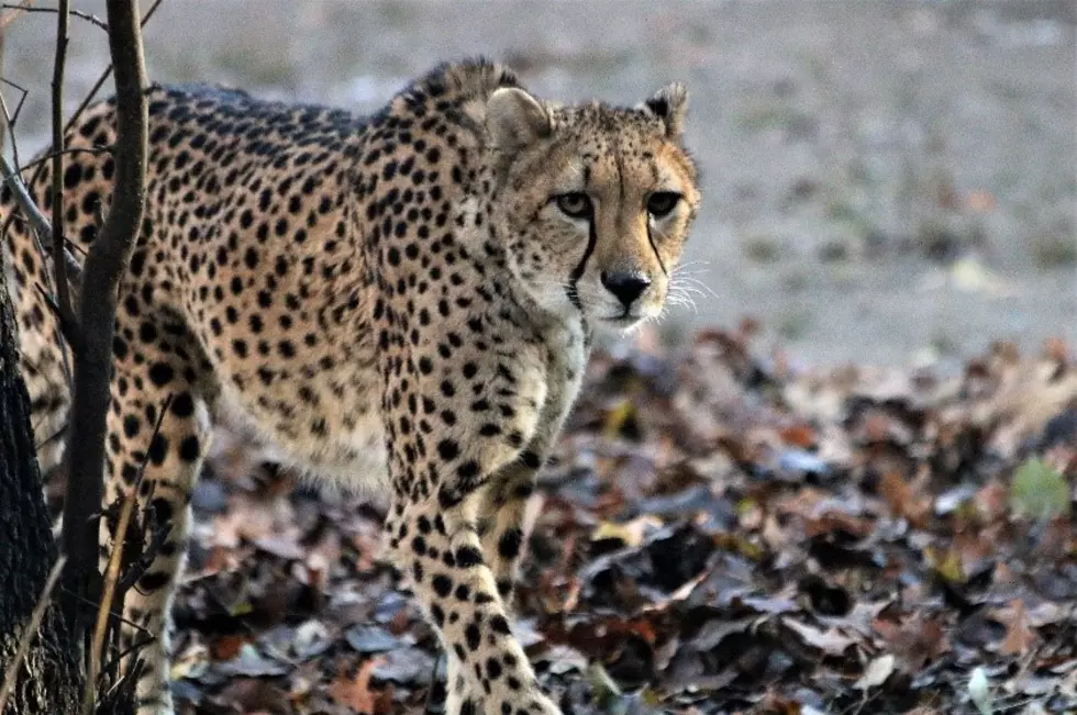 Zoo Mourns Female Cheetah