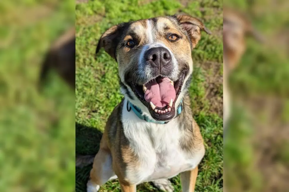 Fairhaven Hound Who Loves Belly Rubs Back in Shelter Since April After Being Returned [WET NOSE WEDNESDAY]