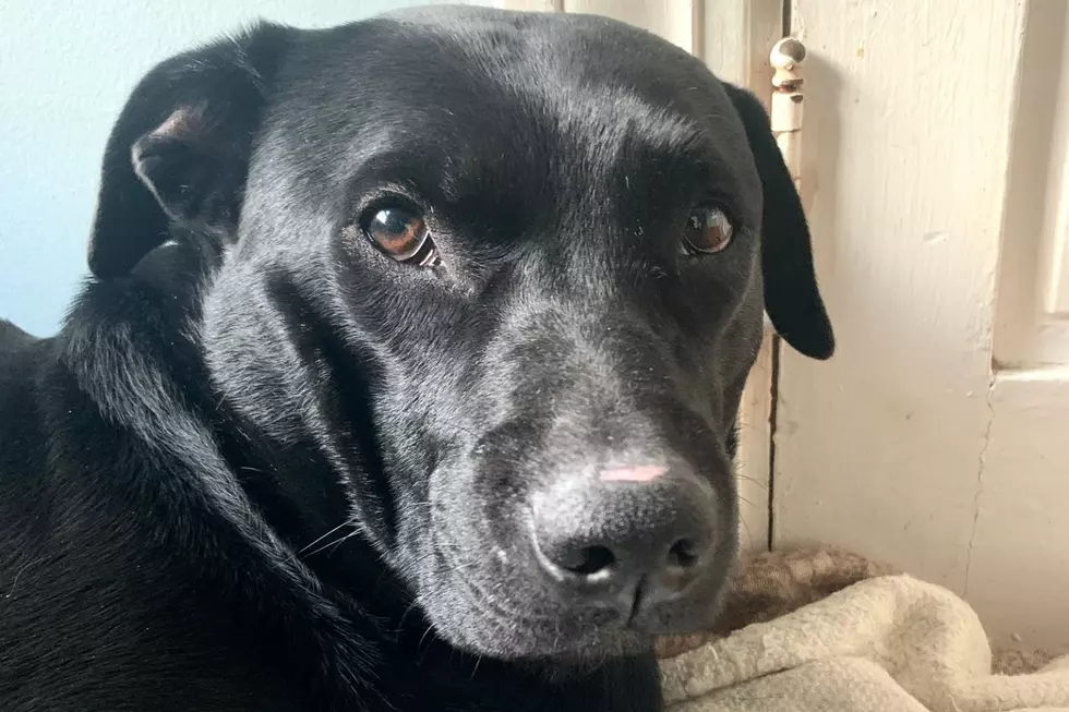 New Bedford Lab Winning Over the Hearts of Everyone at the Shelter [WET NOSE WEDNESDAY]