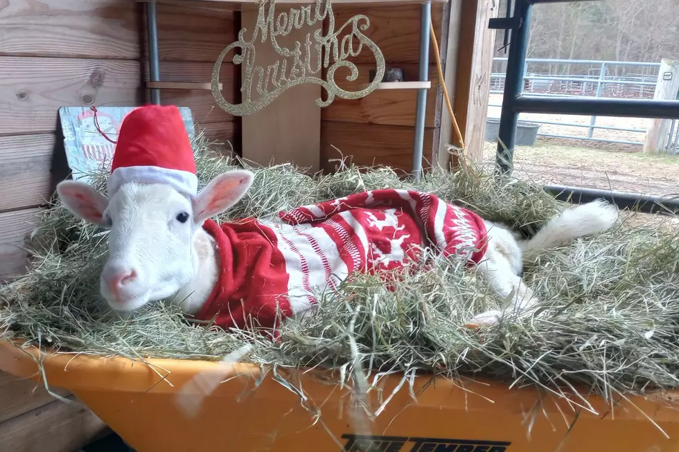 Check in With Kiki, Dartmouth’s Miracle Sheep Beating the Odds