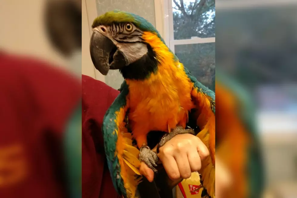 Fall River Shelter Takes in Beautiful Parrot Who Needs a Home