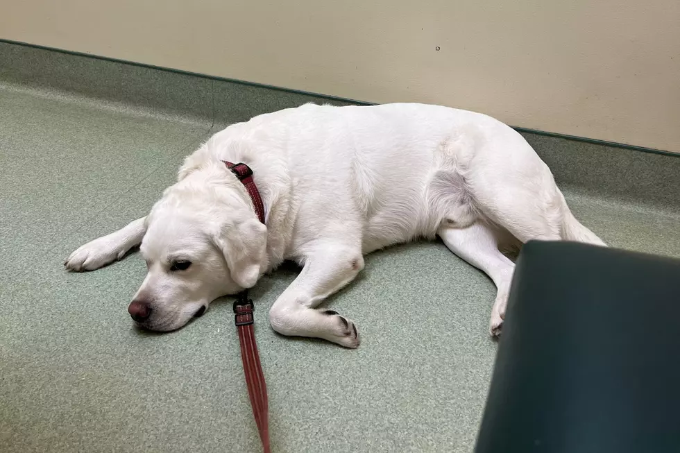 Mattapoisett Therapy Kitten Cheers Up Sick Dog