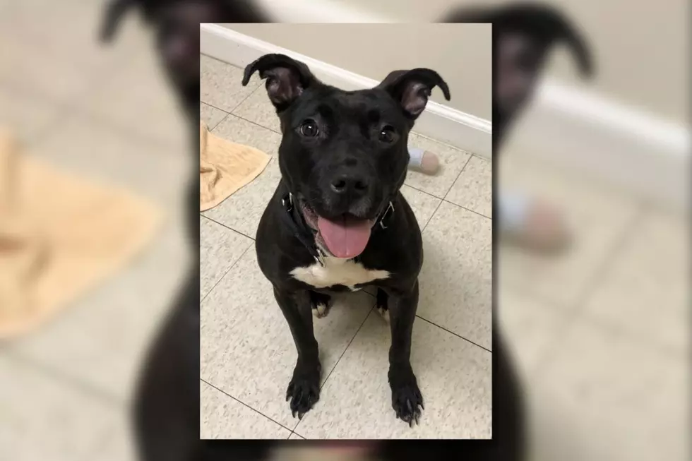 Fall River Pit Bull Is Full of Love Despite Recent Stint as a Stray [WET NOSE WEDNESDAY]