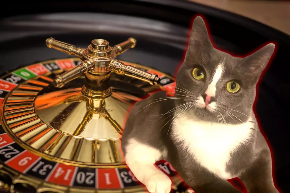 SouthCoast Cat Rescue to Host ‘Casino Night’ to Celebrate One-Year Anniversary