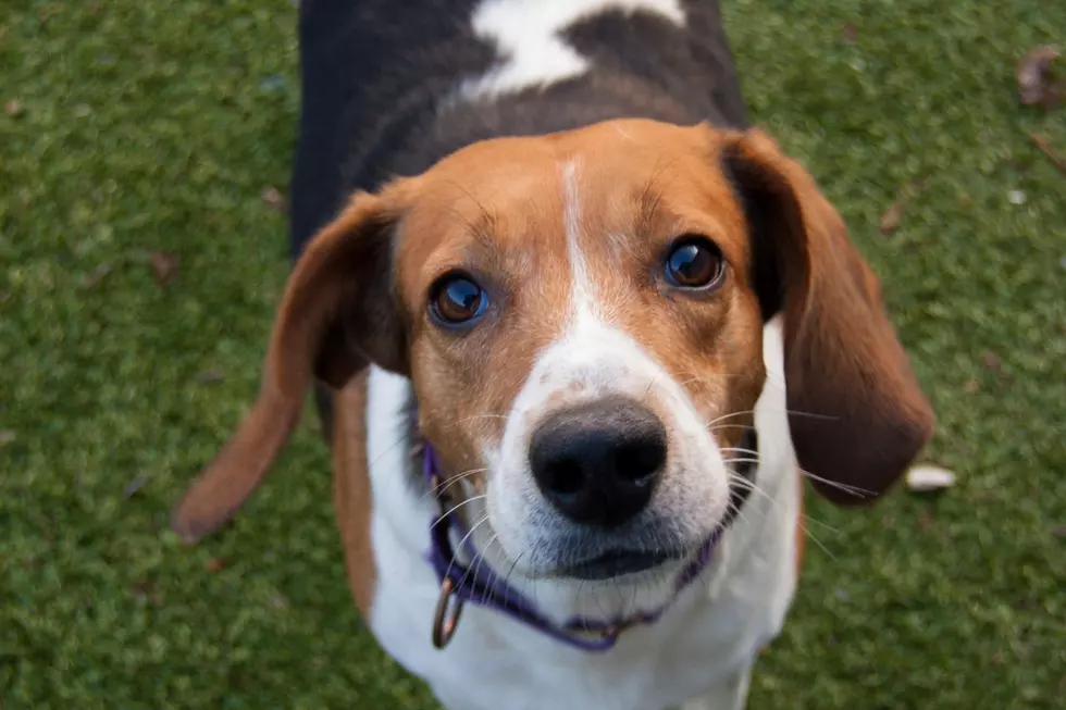 New Bedford Hound Popular at Her Shelter Thanks to Silly Personality [WET NOSE WEDNESDAY]