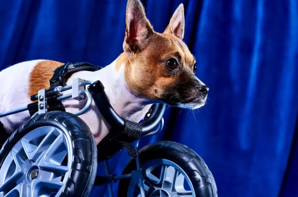 Rhode Island Special Needs Pup Joey Is Playing in the Puppy Bowl