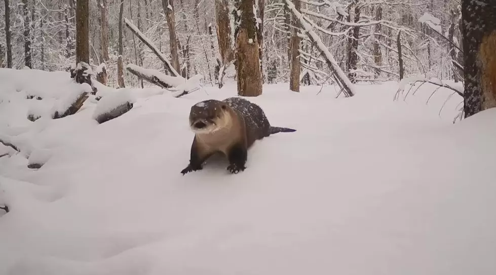 The Silly Snow Video The SouthCoast &#8216;Otter&#8217; Be Watching
