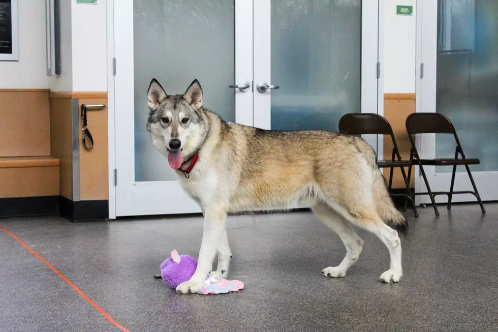 Rhode Island&#8217;s Illegal Wolf-Dog Finds New Forever Home