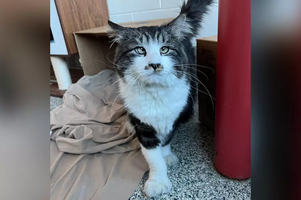 MSPCA-Angell via Facebook