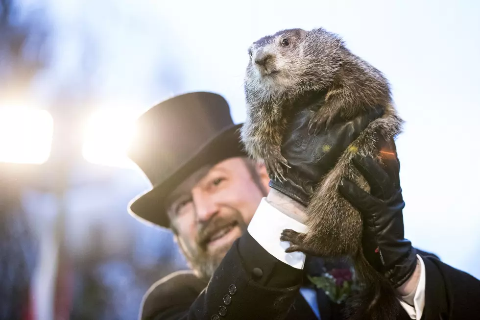 Punxsutawney Phil Declares 6 More Weeks of Winter, SouthCoast Reacts