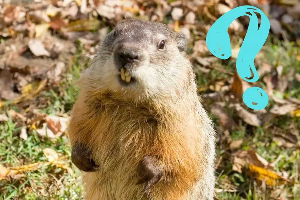 Forget Phil, Massachusetts’ Official Groundhog Makes Bold Prediction