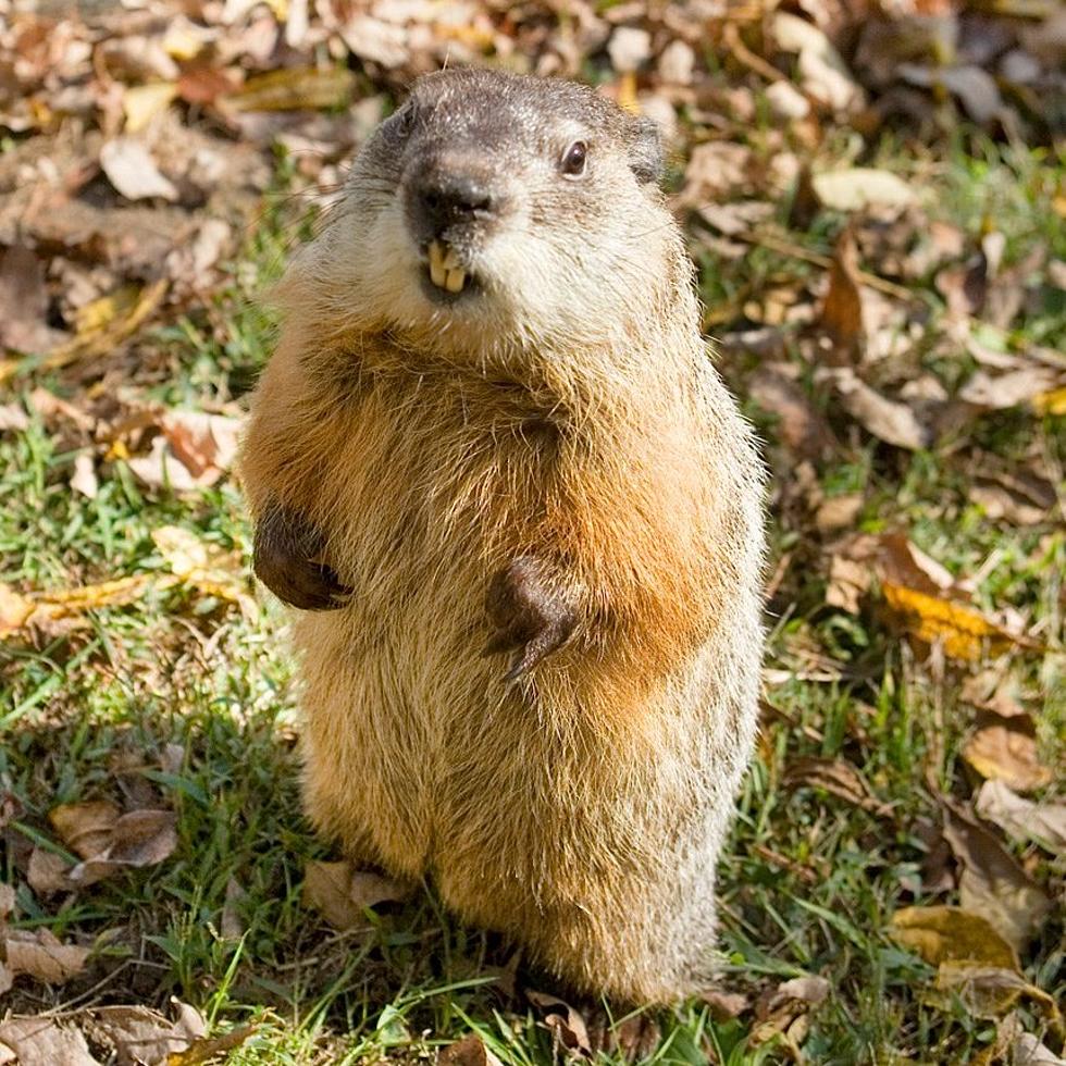 Massachusetts Groundhog &#8216;Ms. G&#8217; Made Unusual Prediction This Year