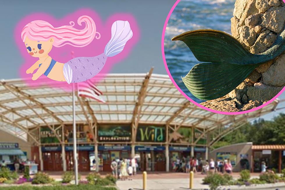 Dive Into New Magical Mermaid Experience at Mystic Aquarium