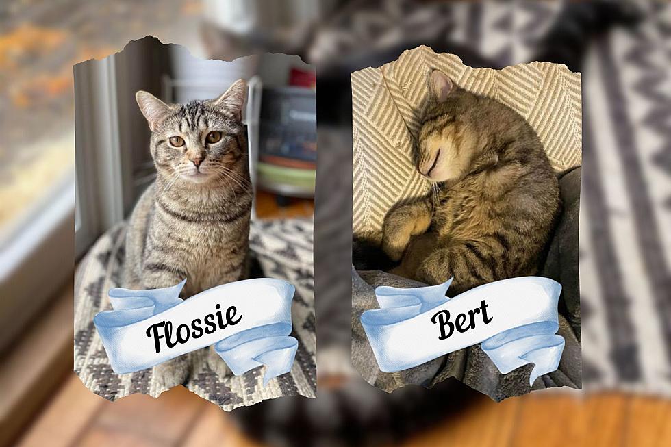 Wet Nose Wednesday: Flossie & Bert