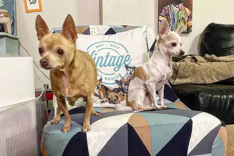 Vintage Pet Rescue