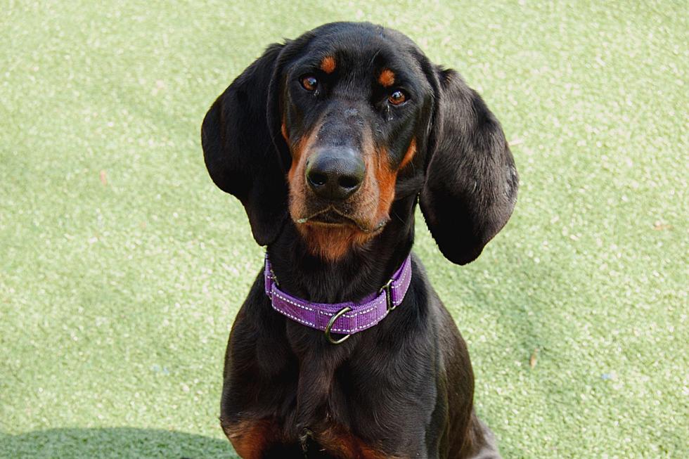 New Bedford Coonhound Makes Everyone Smile with Silly Personality [WET NOSE WEDNESDAY]