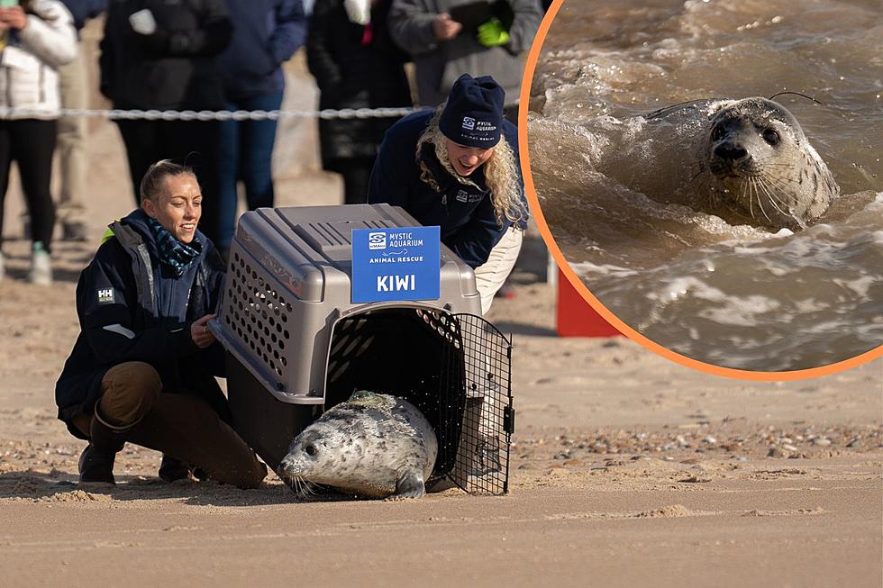 Watch Rescued Juvenile Gray Seal Get Released After Rehab