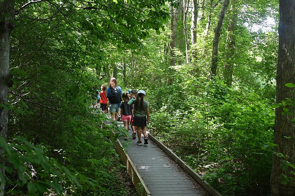 Massachusetts Hikers Should Avoid These &#8216;Dangerous&#8217; Plants