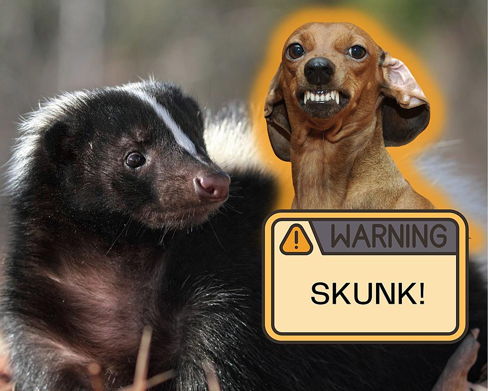 Something Stinky on the SouthCoast and Pet Owners Need To Prepare