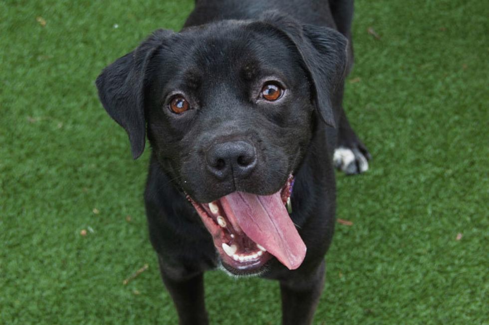 Adventure-Loving Lab Mix Flynn Is Ready for a Fun Family [WET NOSE WEDNESDAY]