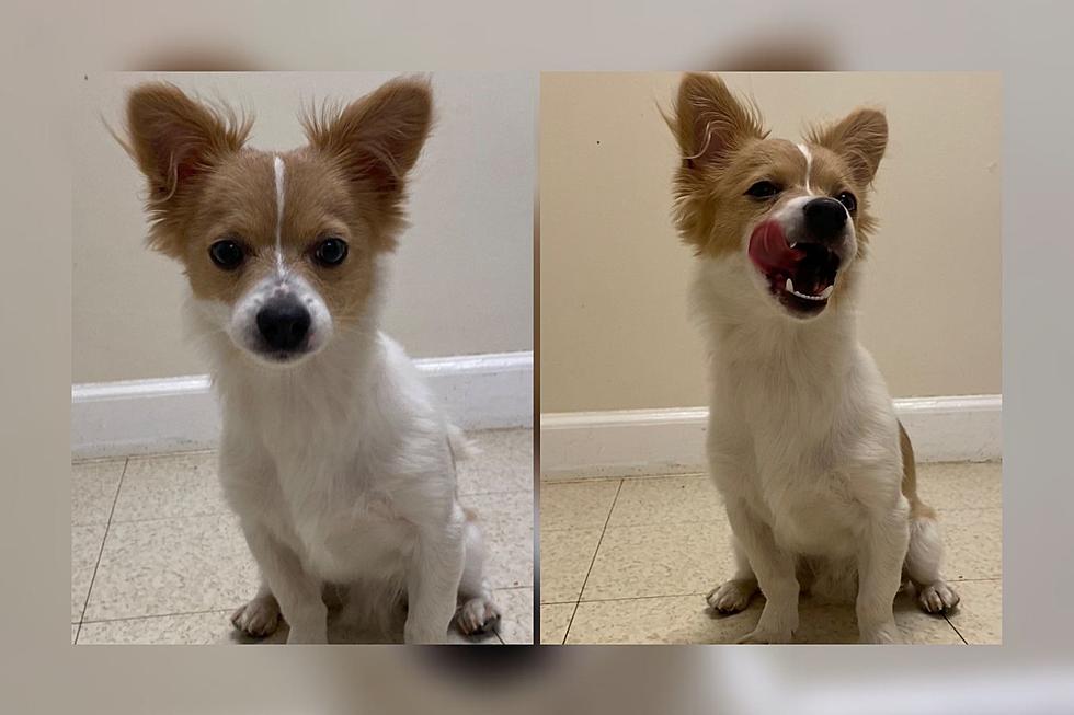 Cute Fall River Dog Has Stolen the Hearts of Shelter Volunteers [WET NOSE WEDNESDAY]