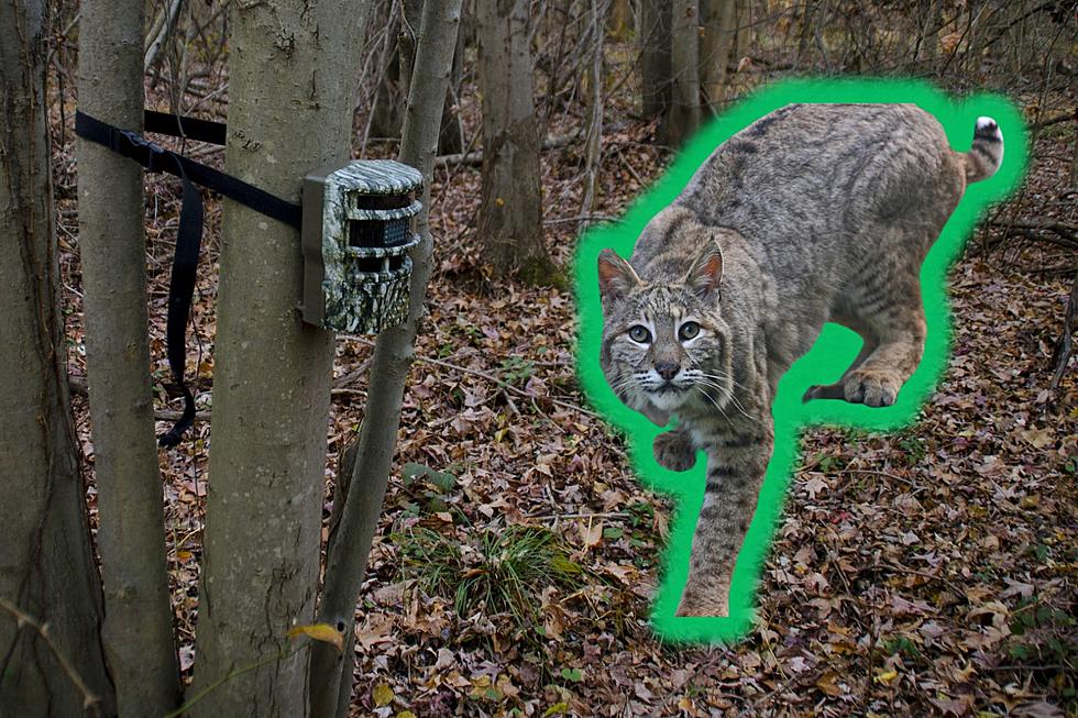 Watch Low Energy Massachusetts Bobcat Lounge Near Trail Cam