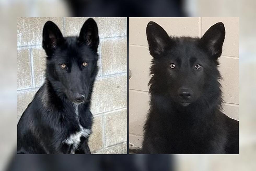 Wolf Dogs or No? DNA Results Are In for Dogs Captured in Warwick Last Month