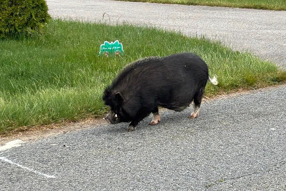 Westport Hog and Rooster Escape for the Day & Take a Morning Stroll