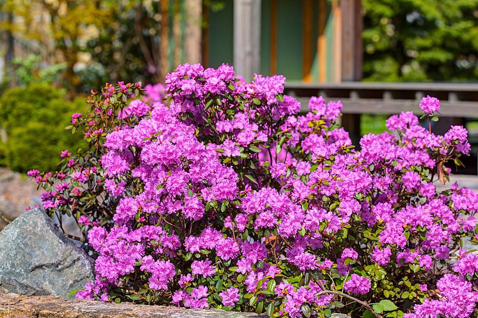 Here’s Why Rhododendron Bushes Are Vibrantly Exploding and Thriving This Year