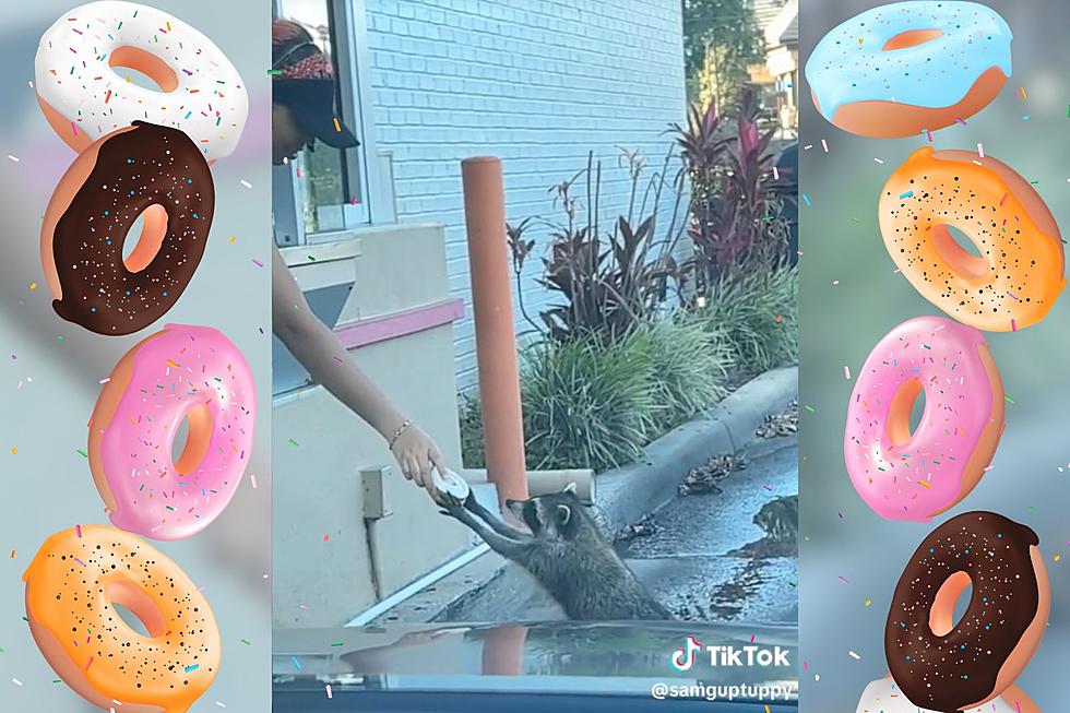 This Viral TikTok of a Racoon Running on Dunkin&#8217; Will Make Your Day [VIDEO]