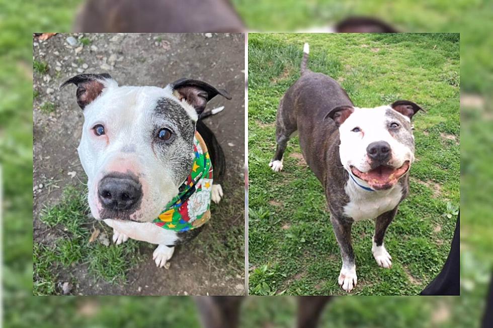 Taunton Pit Bull Remains Loving After Enduring 11 Tough Years [WET NOSE WEDNESDAY]