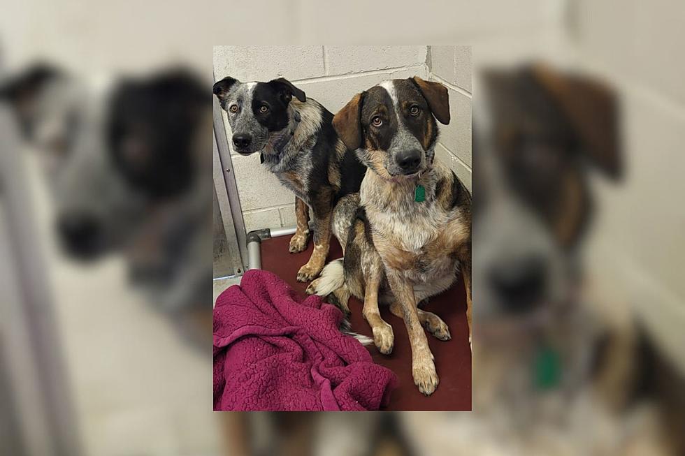 Fairhaven Dogs Attached at the Hip Hope to Find Forever Home Together [WET NOSE WEDNESDAY]