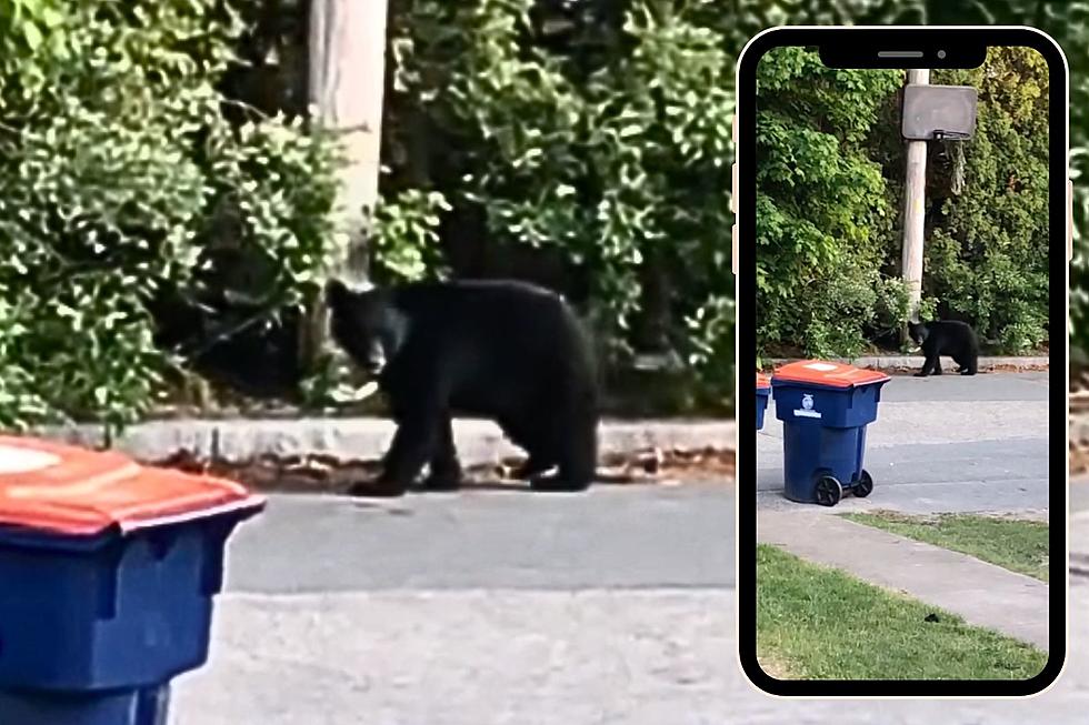 New Bedford Man Captures Up-Close Footage of Infamous Black Bear on Mount Pleasant Street [VIDEO]