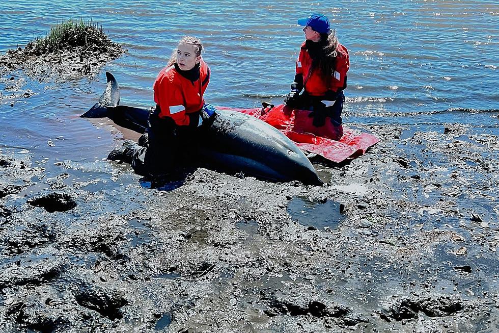 Cape Cod Animal Welfare Team Made Unusual Dolphin Rescues